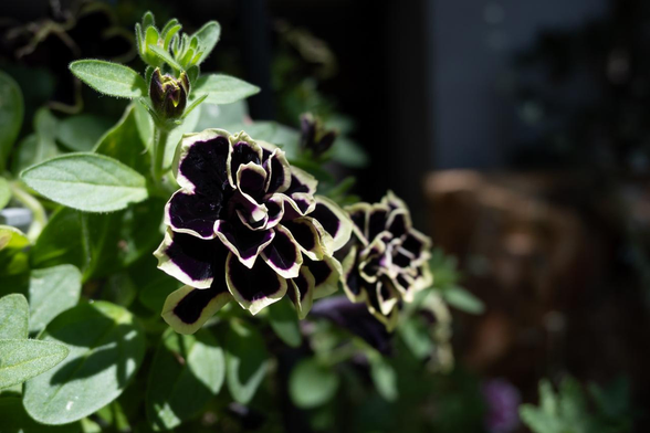 黒地に、白のような淡い黄色のような縁模様を持つ花びらで八重咲きのペチュニア。手前とその奥の2つ花がついている。/ 2025.07.10 六角通から