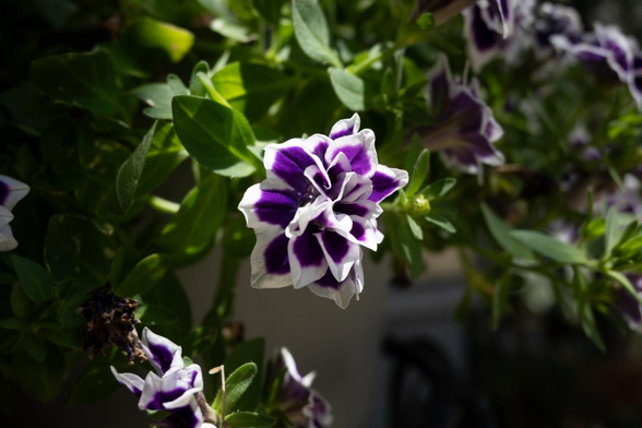 白地の中央に濃紺色の模様で、白に縁取られたように見える花びらのペチュニア。こちらも八重咲き。日を受けた手前の花のほか、奥にも固まって花が咲いている。/ 2025.07.10 六角通から