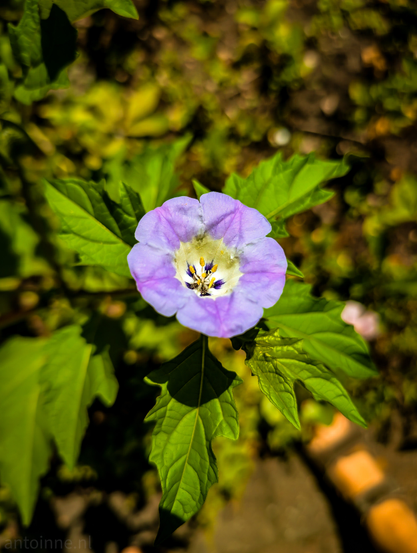 A single, purple flower, centered in the frame and fully open, revealing a yellow and white center with stamens and pistils. The petals of the flower are a soft lavender color, with subtle veins visible. Surrounding the flower are several bright green leaves, some sharply in focus, others slightly blurred.