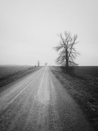 A gravel road travels a straight line between fields in this black and white image. A large leafless tree sits to the right and other trees can be seen in the distance, with a almost pure white featureless sky.