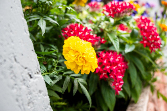 プランターの寄植えを横から移したところ。マリーゴールドが一番手前に咲いていて、その奥に赤いペンタス、ぼけていて分かりにくいけど、更にその奥で藍色のトレニアなどが咲いている。/ 2025.07.03 三条通御幸町から