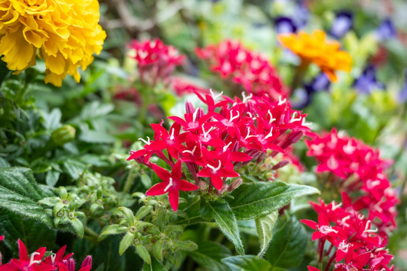 赤いペンタスを中心に添えて移したプランターの寄植え。ところどころにマリーゴールドが咲いていて、奥には藍色のトレニアが固まって咲いている様子が見える。/ 2025.07.03 三条通御幸町から