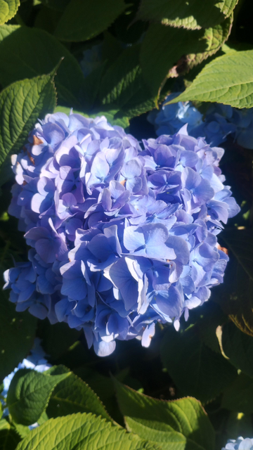 Blue hydrangeas basking in bright, summer sunlight
