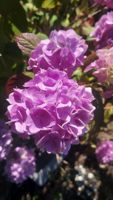 Pink hydrangeas basking in bright, summer sunlight