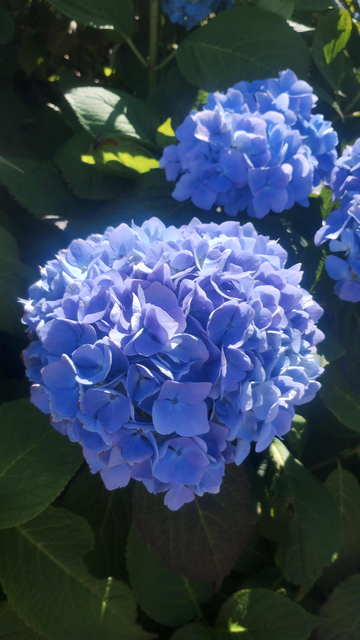 Blue hydrangeas basking in bright, summer sunlight