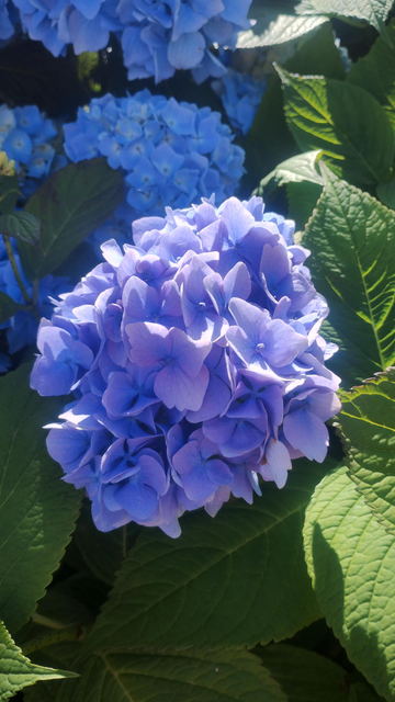Blue hydrangeas basking in bright, summer sunlight