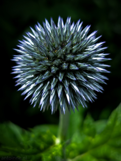 A close-up of the spherical flower head of a globe thistle. The flower is centered in the frame against a dark, out-of-focus background, which effectively isolates the subject and draws the viewer's eye to its intricate details. The individual florets or bracts that make up the sphere are a striking combination of greens, blues, and purples, with the tips appearing lighter, almost silver or pale lavender, and catching the light. 