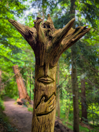 A carved tree trunk in a forest setting. The carving depicts a stylized face with prominent eyes, a nose, and a mouth, giving the tree a human-like appearance. Below the face, there's a carving of a hand. The wood is weathered and textured, showing the natural grain and some rough edges, especially at the top where the branches might have been. The background is a blurred, lush green forest.