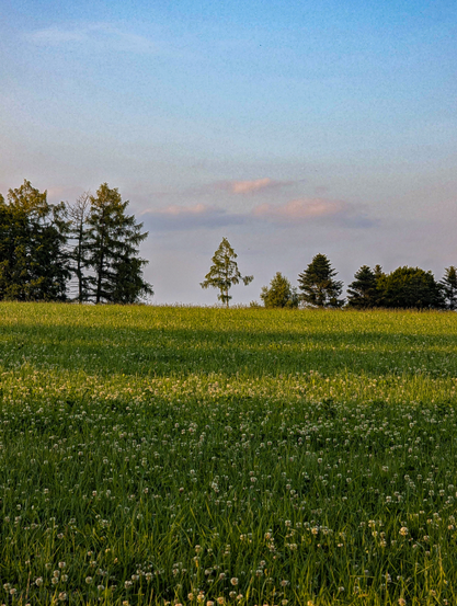 A sunlit field stretching across the foreground, filled with lush green grass and numerous small white clover flowers, scattered throughout. The field is on a gentle upward slope, leading towards a tree line in the midground. The trees are varied, with some taller, slender evergreens standing prominently, and other, broader trees forming a denser cluster towards the right side of the frame. One particular evergreen tree stands isolated near the center of the tree line, appearing a bit shorter and more distinct than the others.