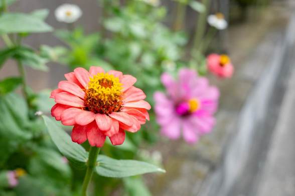 朱色の舌状花のヒャクニチソウ。花托が盛り上がって複数の黄色い筒状花が咲いている。奥にもところどころでまた違った種類っぽいヒャクニチソウが咲いている様子がぼやけて写っている。/ 2025.07.03 三条京阪あたりから