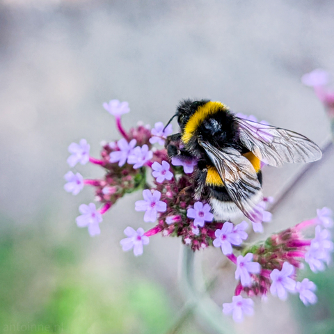 A bumblebee on a cluster of small, purple flowers. The bumblebee is positioned in the upper right quadrant of the image. Its fuzzy body is prominently featured, with distinct yellow and black stripes. Its translucent wings are visible, spread slightly as it is feeding on the flowers. The flowers are a vibrant lavender or light purple, and they are clustered together on thin, green stems.