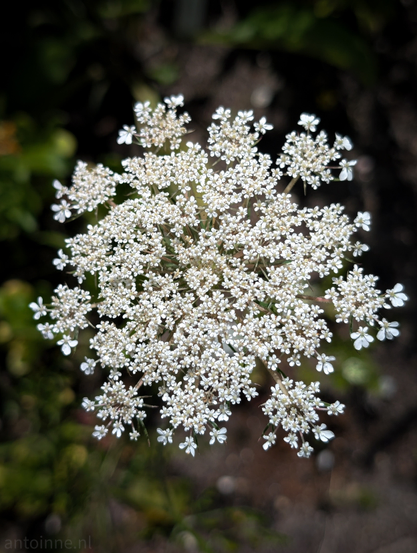 A large, flat-topped cluster of small white flowers, characteristic of an umbel. The individual flowers are tiny and densely packed, forming a somewhat irregular, intricate pattern. The overall shape of the flower cluster is roughly circular, with smaller clusters branching off the main one. The background is dark and out of focus, providing a strong contrast that makes the white flowers stand out prominently. 