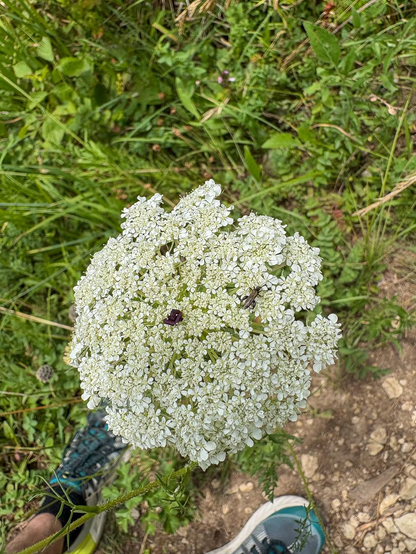 Umbel of a wild carrot with a "fake" insect in the center