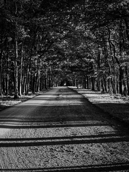A black and white photograph of a long, straight, unpaved road cutting through a dense forest. The road, is flanked on both sides by tall, mature trees with full canopies that create a tunnel-like effect. Long, distinct shadows from the trees stretch across the road from the right side of the frame, creating a striking pattern of light and dark. 