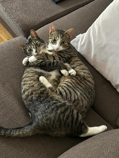 ALT

Dos gatos entrelazados.