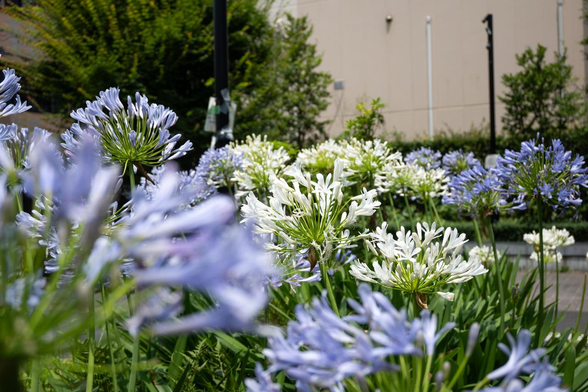 南側から撮影した中央の花壇。淡い藤色のアガパンサスが、真ん中の白いアガパンサスを囲むように咲いている。/ 2025.07.06 京都市役所 分庁舎西側広場から