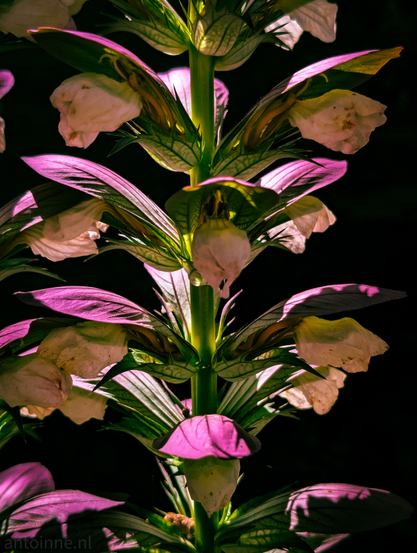 An eye-level shot of a plant with a prominent central stalk from which sets of flowers and leaves symmetrically emerge. The plant itself has a robust, green central stem. Arranged along this stem are clusters of flowers and leaves. 

The leaves are broad and somewhat elongated, with visible veining, and they appear in shades of green and particularly a striking magenta or deep pink, especially those closer to the bottom of the image and those catching the light. 

The flowers are a creamy white or pale yellow, almost translucent in places, with some subtle hints of green at their bases. They have a somewhat trumpet or bell shape and appear to be arranged in a spiral or alternating pattern around the central stalk. 