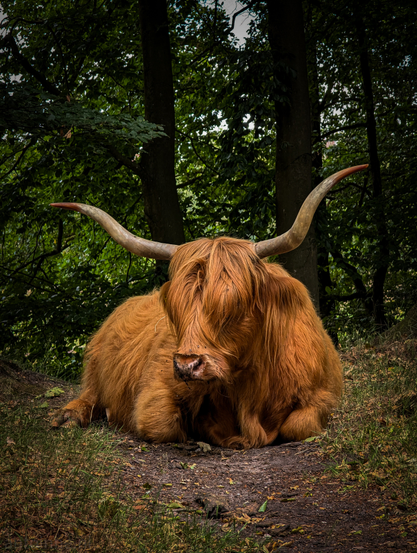 A Highland cow resting on a dirt path in a forested area. The cow, is a rich reddish-brown color, covered in long, shaggy hair that is characteristic of the breed. Its distinctive long horns curve outwards and upwards from its head, and a thick fringe of hair covers its eyes, almost completely obscuring them.
