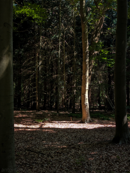 A sun-dappled forest floor, with several prominent tree trunks framing the scene and leading the eye deeper into the woods.