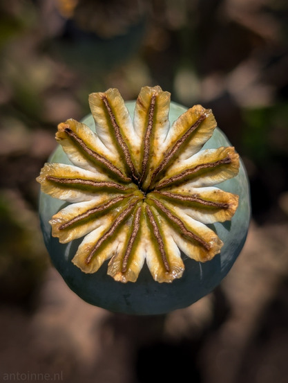 A top-down, view of a poppy seed pod. The pod is a soft, muted green, somewhat spherical but flattened at the top where the stigma disk is prominently featured.

The stigma disk is the most striking element, forming a star-like pattern with twelve radiating segments or rays. These segments are a warm golden-brown color, with darker, reddish-brown lines running down their centers, creating a strong contrast against the lighter parts. 

The background is softly blurred, providing a shallow depth of field that keeps the focus entirely on the poppy pod. The colors in the background are mostly muted greens and browns.