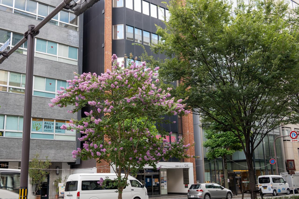 烏丸通蛸薬師角あたりのサルスベリ。いつの間にかピンクの花が満開。/ 2025.07.15 烏丸通蛸薬師角あたり