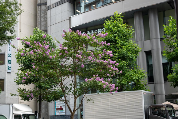 六角通との交差点の横断歩道脇のサルスベリもピンクの花で満開。/ 2025.07.15 烏丸通六角あたりから