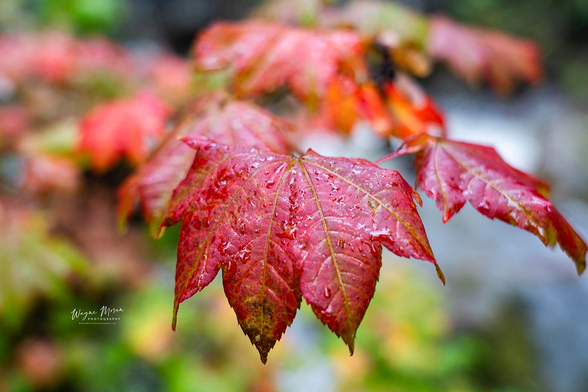 Autumn Colors discovered While Exploring Gorge Dams North Cascades National Park

North Cascades National Park is home to the Skagit River Hydroelectric Project, operated by Seattle City Light. This project comprises three major dams:​

Gorge Dam: The first dam constructed in the project, completed in 1924. It was later replaced by the larger Gorge High Dam in 1961. The dam is located near the town of Newhalem. ​

Diablo Dam: Completed in 1930, Diablo Dam was the tallest dam in the world at the time, standing at 389 feet. It is situated upstream of Gorge Dam and creates Diablo Lake. ​

Ross Dam: The tallest of the three, Ross Dam stands at 540 feet and was completed in stages between 1937 and 1953. It forms Ross Lake, which extends into British Columbia, Canada. ​
Paulo and Josh's Great Adventure

Collectively, these dams generate approximately 20% of Seattle City Light's electricity supply. ​

Tour Opportunities

For visitors interested in exploring the hydroelectric facilities, Seattle City Light offers the Skagit Tours, which include the Gorge Powerhouse Insider’s Tour.

Image:
https://fineartamerica.com/featured/autumn-colors-discovered-while-exploring-gorge-dams-north-cascades-national-park-wayne-moran.html

Read more:
https://waynemoranphotography.com/blog/pacific-northwest-photography-adventure-a-journey-through-natures-masterpieces/

#NorthCascades #NationalPark #autumn #fall #travel #travelPhotography #Landscape #landscapes #art #fineart 

#ayearforart #buyintoart