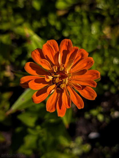 An orange zinnia flower, perfectly centered in the frame. Its petals are a deep, saturated orange, and they appear to have a slightly velvety texture. The center of the flower shows a cluster of smaller, yellowish-orange florets. The background is softly blurred, providing a bokeh effect that beautifully isolates the flower. 