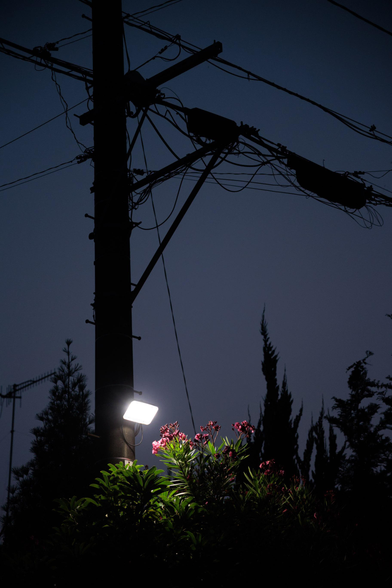 A streetlamp illuminates blooming flowers beside a utility pole against a darkening sky, highlighting urban nature at dusk.