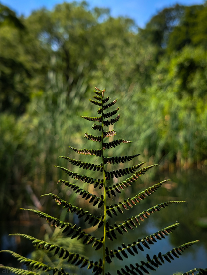 A single, vibrant green fern frond, standing out against a softly blurred natural background. The fern is positioned centrally, with its pinnate leaves spreading outwards in a somewhat triangular or pyramidal shape. Each leaflet appears to have small, dark brown or reddish-brown structures on its underside, containing spores. The background is a mix of green hues and a body of water.