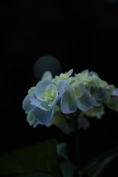 A delicate cluster of pale blue hydrangea flowers against a dark background, featuring soft petals and hints of green.