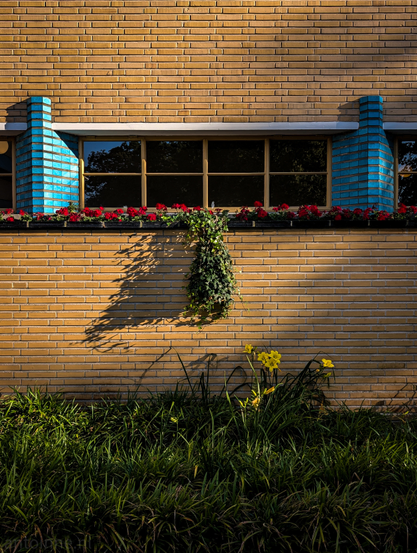 A brick building facade, bathed in warm, golden light of the late afternoon. Dominating the upper half of the image is a wide, horizontal window with multiple panes. Below the window, there's a planter box filled with vibrant red geraniums, adding a splash of color against the brickwork. On either side of the window, there are decorative blue, cylindrical structures made of brick. Directly below the center of the window and the planter, a cluster of green foliage, hangs down the wall, creating a natural, vertical element. The lower portion of the image is filled with lush green grass with  several bright yellow daffodils.