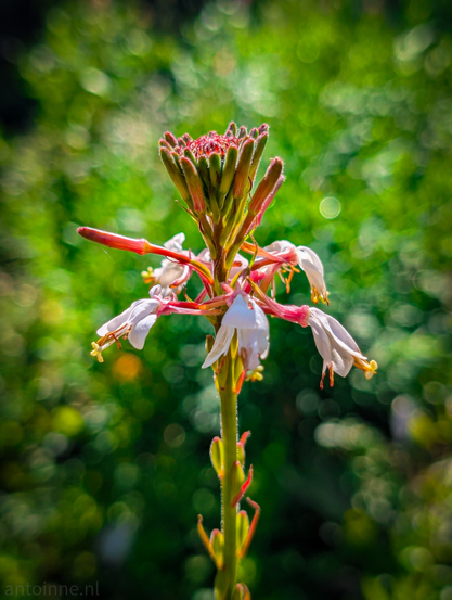 A tall, slender plant with multiple delicate blossoms and developing buds. The plant stands vertically in the center of the frame, with a soft, green, out-of-focus background that creates a bokeh effect, highlighting the main subject. The white flowers have slender petals that are slightly curled. Each flower has prominent yellow anthers extending from its center. Some of the flowers are fully open, while others are still in various stages of budding. The stems supporting the flowers and buds are reddish-pink, contrasting with the green of the main stalk.