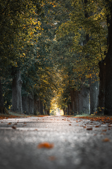 Photo of a wooded walkway in late Summer along a section of Camino de Santiago trail in Austria. The photo is taken from the ground up revealing an alle of trees in greens and browns