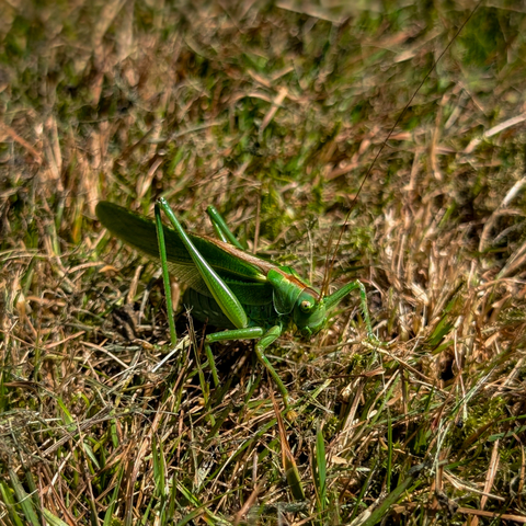An eye-level photograph of a large, bright green grasshopper, resting on a patch of dry, grass. The grasshopper is positioned slightly off-center to the left, facing towards the right side of the frame. Its long, slender antennae extend forward. The insect's body is predominantly green, with some brownish markings along its back and legs. 