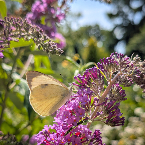 A light-colored butterfly with its wings folded, perched on a cluster of vibrant purple flowers, with delicate antennae visible. The flowers are in various stages of bloom, with some fully open and others still tightly budded, forming a conical shape characteristic of a butterfly bush. The background is softly blurred, creating a bokeh effect, with hints of green foliage.