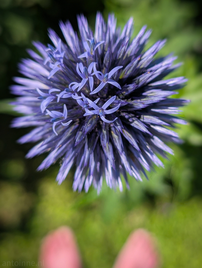 A top-down perspective of a vibrant, spherical purple flower, set against a softly blurred green background. The flower is composed of numerous spiky, deep purple florets, each with a lighter tip, radiating outwards from a central point, creating a dense, almost metallic appearance. In the very bottom of the frame, two blurred, bare feet are visible, which subtly suggests a human presence or interaction with the flower.