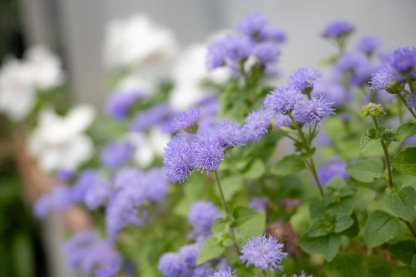 淡い藤色の花を咲かせるカッコウアザミ。どの株の上の葉の付け根から枝分かれして複数の花をつけている。/ 2025.07.16 室町通六角あたりから