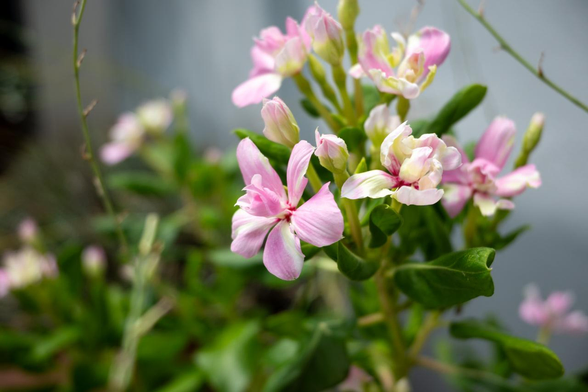 ちょっと背が伸びた茎からピンク色ベースで白混じりの花びらをした八重のニチニチソウの花が複数咲いている。/ 2025.07.16 室町通六角あたりから
