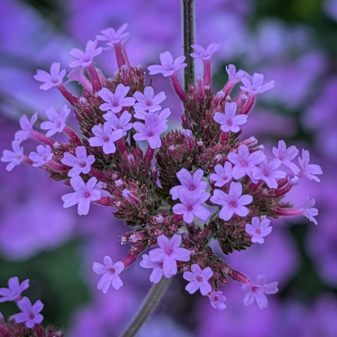 A cluster of small, purple flowers. They are densely packed together on a single stem, forming an irregular, somewhat heart-shaped cluster. The background is softly blurred, creating a bokeh effect that highlights the sharpness of the flowers in the foreground. The background also consists of varying shades of purple.