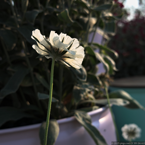 A white flower in Boramae park, Seoul, Korea.