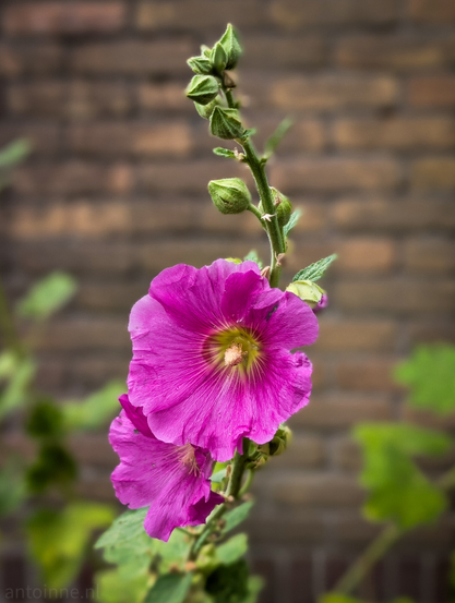 A purple hollyhock flower in bloom, with several buds visible above it on the same stalk. The flower is showcasing its delicate petals and a prominent yellow center with stamens. Behind the flower is a brick wall. Green foliage is also visible, blurred, in the foreground and background.