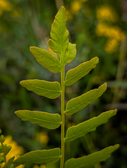 A fresh bright green fern frond is centrally located and fills most of the frame. It consists of a main stem from which several individual leaflets branch out symmetrically on either side. The leaflets are elongated and slightly tapered, with a subtle golden or yellowish-green edge, especially noticeable on the upper ones. Each leaflet displays fine, parallel veins running diagonally from the central midrib towards the edges, giving it a delicate, textured appearance. Hints of yellow flowers or plants are visible in the blurry background.