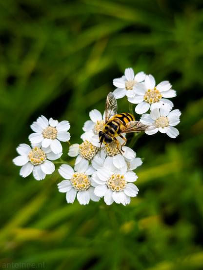 This close-up photograph captures a hoverfly perched on a cluster of small, white flowers, against a softly blurred, dark green background.

The hoverfly, with its distinctive yellow and black striped abdomen, clear wings, and relatively large eyes, is the central focus, positioned near the top center of the flower cluster. 

The flowers are daisy-like with numerous white petals surrounding a dense cluster of tiny yellow florets in their centers.