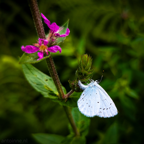 A delicate, pale blue butterfly perched on a green plant stem. The butterfly is positioned towards the bottom right of the frame, showcasing its intricate wing patterns and small black spots. Its antennae are visible, extending upwards.

To the left of the butterfly, a stalk of vibrant fuchsia-pink flowers with yellow centers adds a striking splash of color. The plant has textured, somewhat fuzzy stems and green leaves that are slightly out of focus.