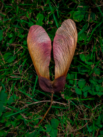A top-down view of a dried seed pod, resting on a bed of green grass and clover. The seed pod exhibits a gradient of colors, transitioning from a reddish-pink on the upper left to a golden-brown on the upper right, and fading into a darker, deep maroon or brown at its base. Its surface is textured with visible veins, suggesting a delicate, papery quality.

The surrounding grass is a vibrant green, with some individual blades and clover leaves clearly discernible, adding a natural backdrop to the central subject. 
