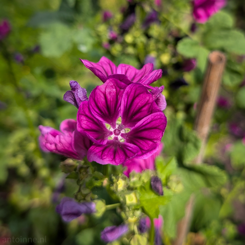 A top-down shot of a vibrant deep pink-purple flower. The petals have a soft, almost velvety appearance, with subtle veins visible. In the very center of the flower, a light green or whitish stigma is surrounded by yellowish stamens, adding a contrasting detail. The background is a soft, out-of-focus blur of greens and purples, creating a pleasing bokeh effect that isolates the main flower. 