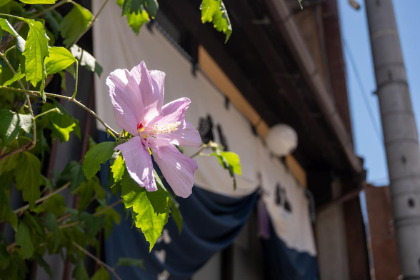 店舗前で咲くピンクのムクゲの花。店舗の入口には八幡山の幕が飾られている。/ 2025.07.20 新町通・三条町から