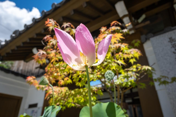 門前に飾られたハス鉢で咲くハスの花。終盤戦で花びらが一部落ちて雄しべ・雌しべが姿を表している。/ 2025.07.20 仏光寺通・大行寺から