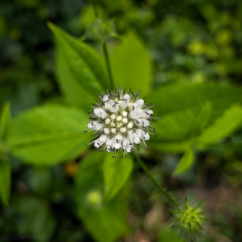 Top-down shot of a white spherical flower head, against a blurred background of green leaves. The flower is composed of numerous tiny individual florets, some of which show delicate, dark-tipped stamens or pistils extending outwards, giving it a slightly spiky appearance. The overall color palette is dominated by the bright white of the flower and the various shades of green from the foliage. The lighting is soft and even, highlighting the intricate details of the bloom. 
